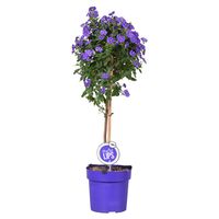 Solanum Rantonetti 'Blue Fontain' op stam (MoreLips)